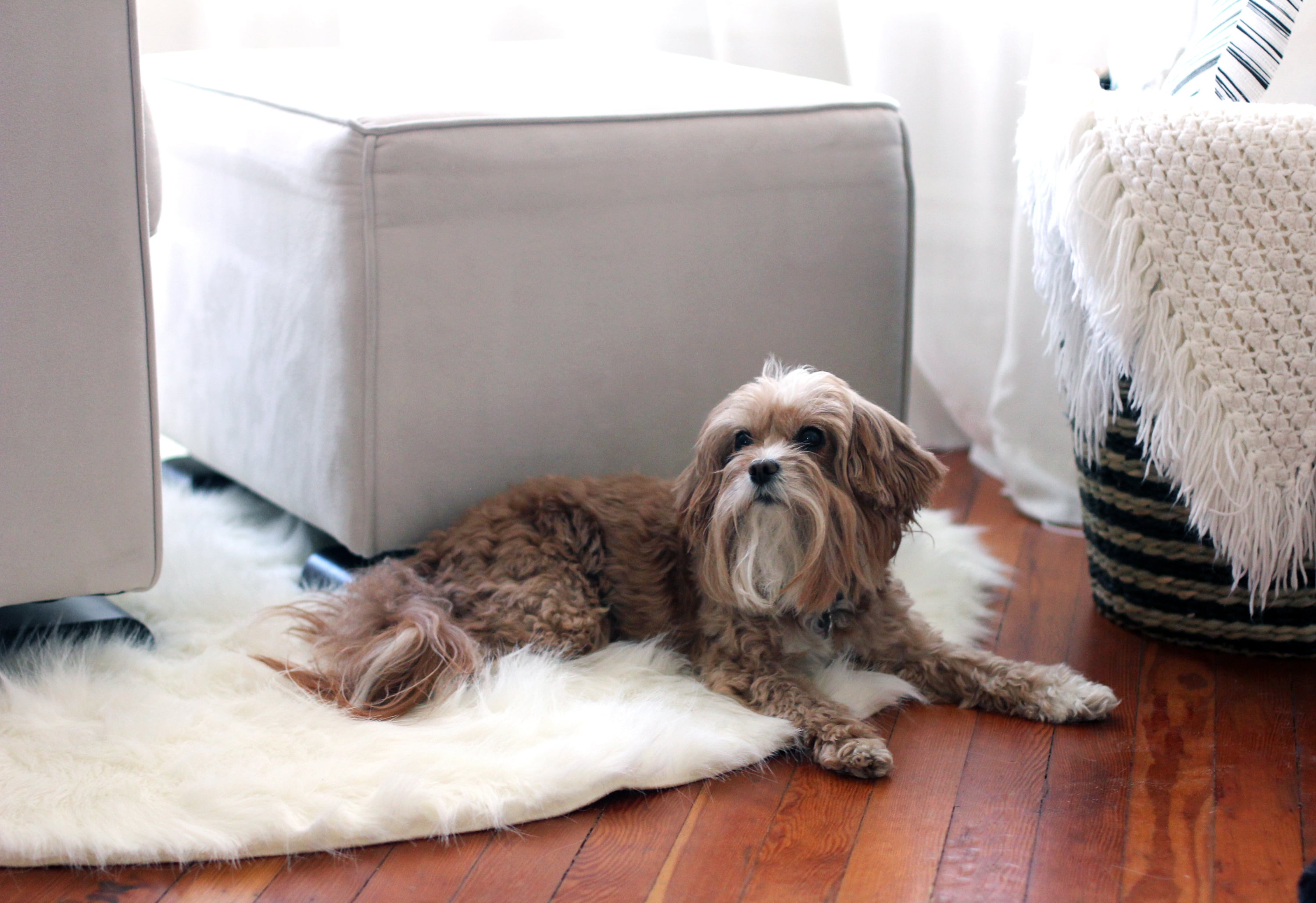 How Music Can Ease Anxiety in Dogs POPSUGAR Pets