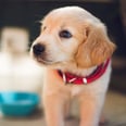 22 Reasons to Adopt a New Puppy — in GIFs!