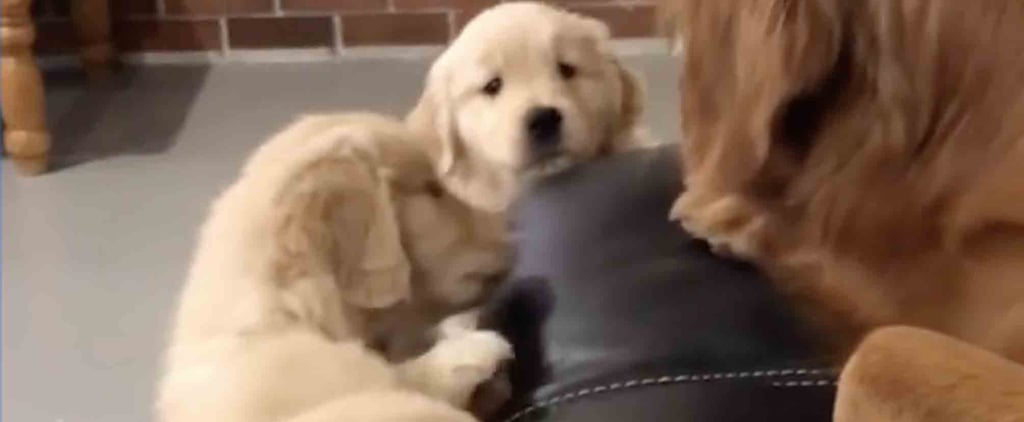 Parents Will Feel This Golden Retriever Trying to Hide From Her Puppies on a Deep Level