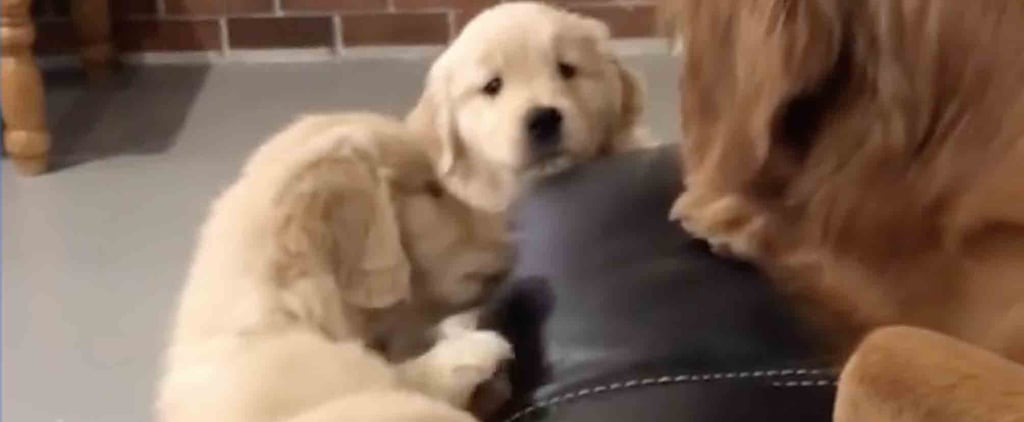 Puppies Jumping Up on Couch to Golden Retriever Mom | Video