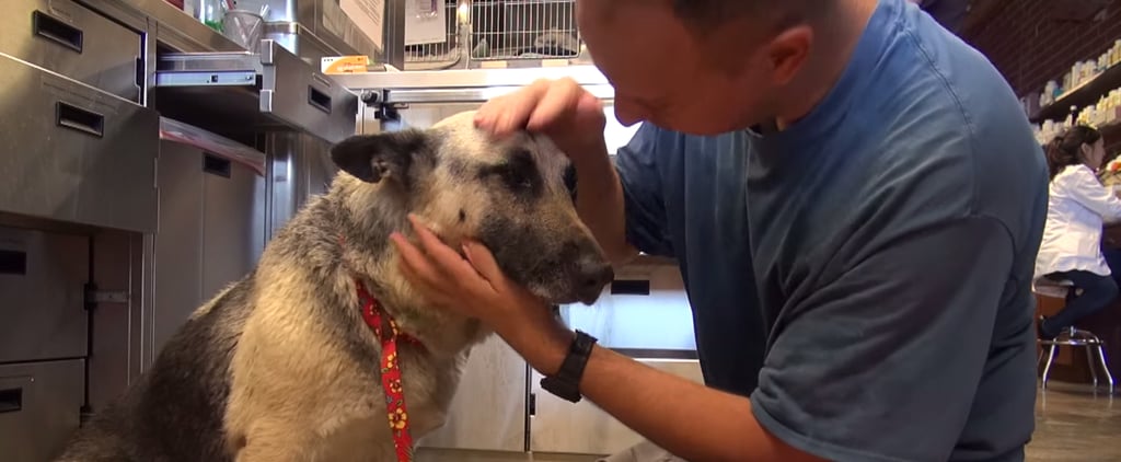 German Shepherd Rescued in Los Angeles