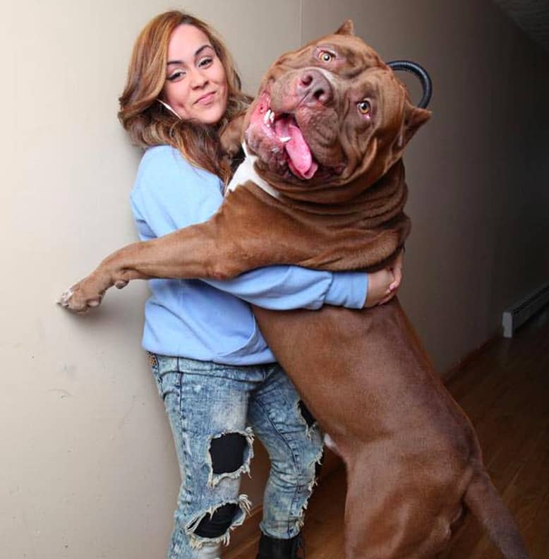 Most famous pitbull clearance