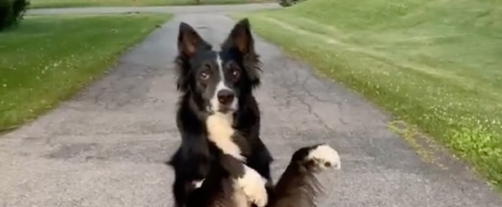 Dog Dancing to Taylor Swift's "Love Story" Song TikTok Video