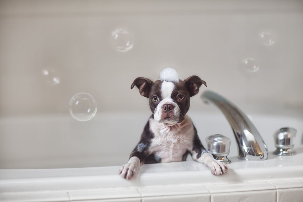 AtHome Dog Grooming Tips POPSUGAR Pets
