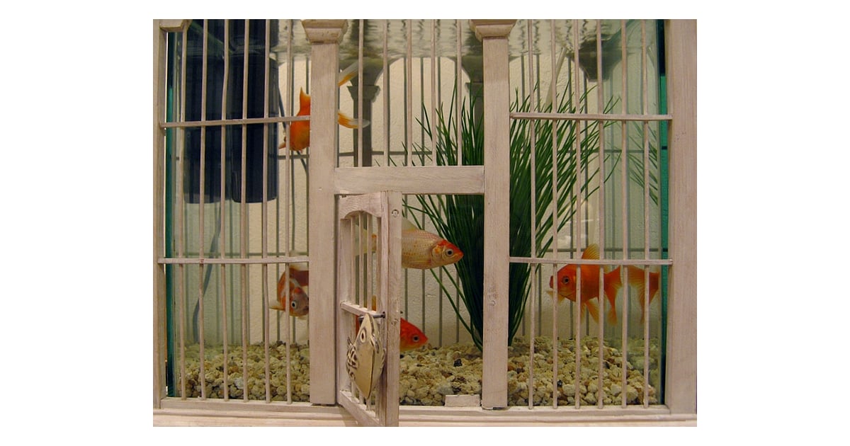 Image result for birdcages with fish