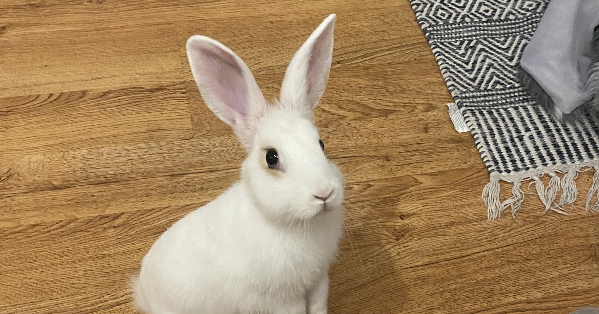 Is It Normal For Rabbits to Eat Their Own Poop? POPSUGAR Pets