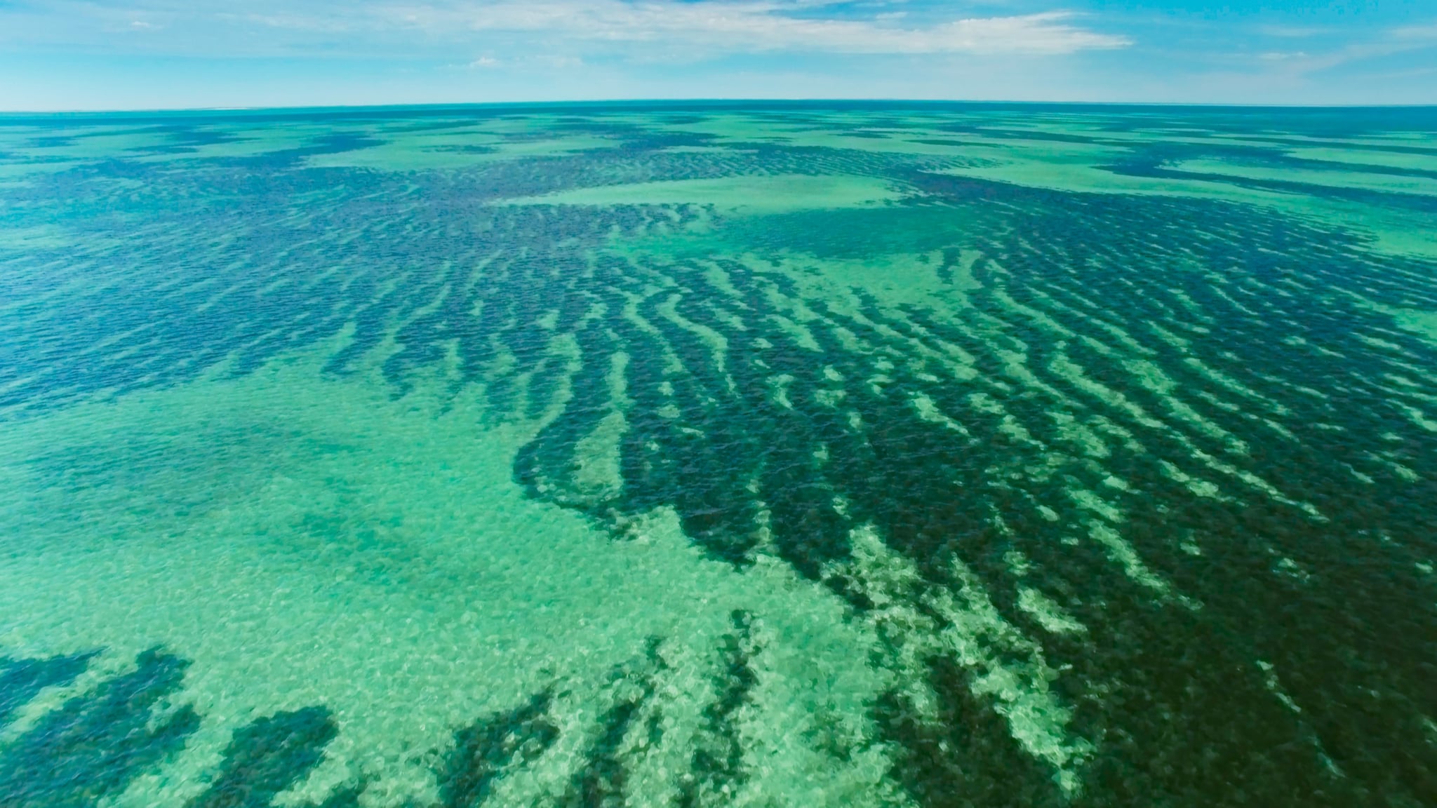 Seagrass meadows in Shark Bay, Australia. | 23 Photos From Planet Earth: Blue Planet II That Will Remind You to Give Props to Mother Nature | POPSUGAR Travel Photo 15