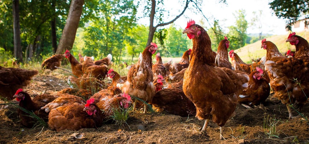 Vital Farms Pasture Raised Eggs