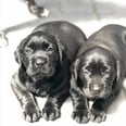 If These 27 Photos of Labrador Puppies Don't Bring a Smile to Your Face, Nothing Will