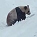 Panda in Snow at Toronto Zoo