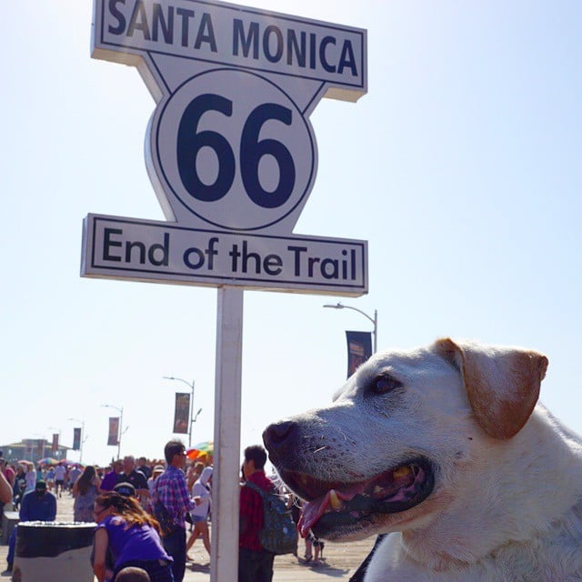 Poh the Dog Cross-Country Road Trip