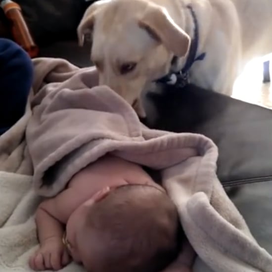 Dog Tucks In Baby