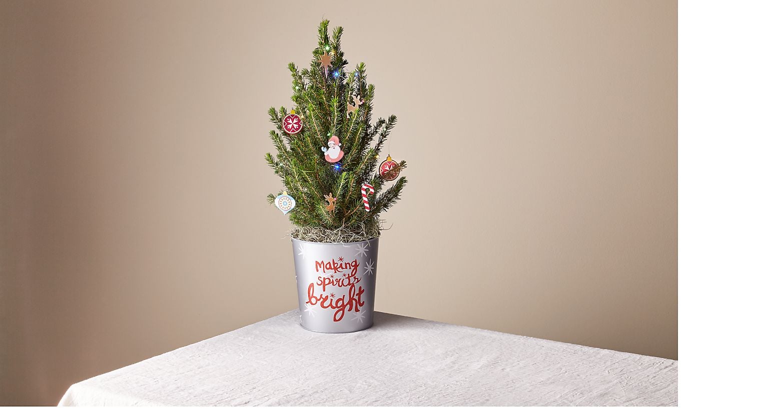 Best Live Tabletop Christmas Trees 2020 Popsugar Home