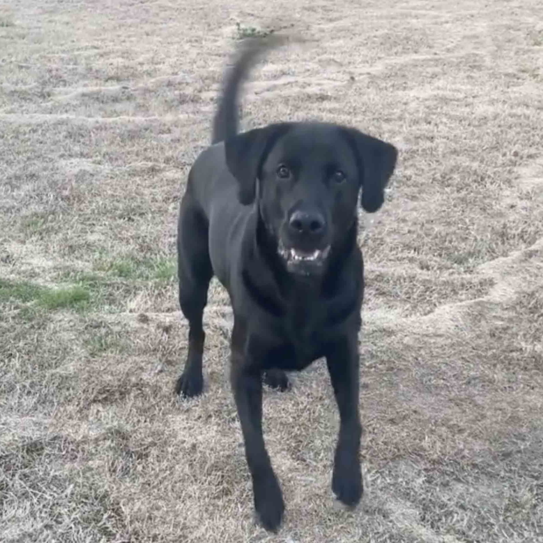 Black lab playing shop