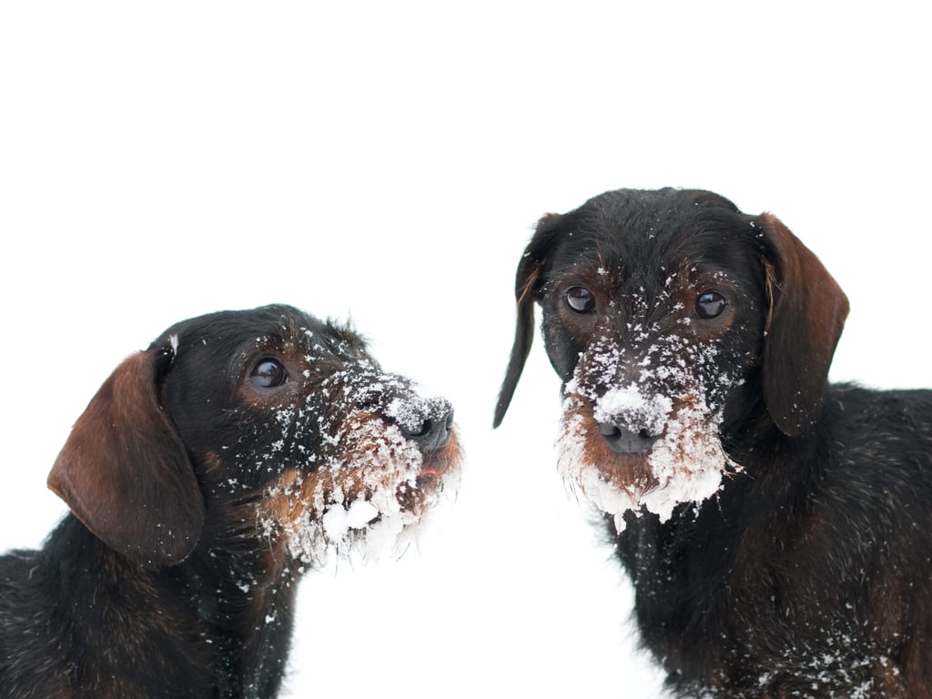 Cute Photos of Dogs in the Winter