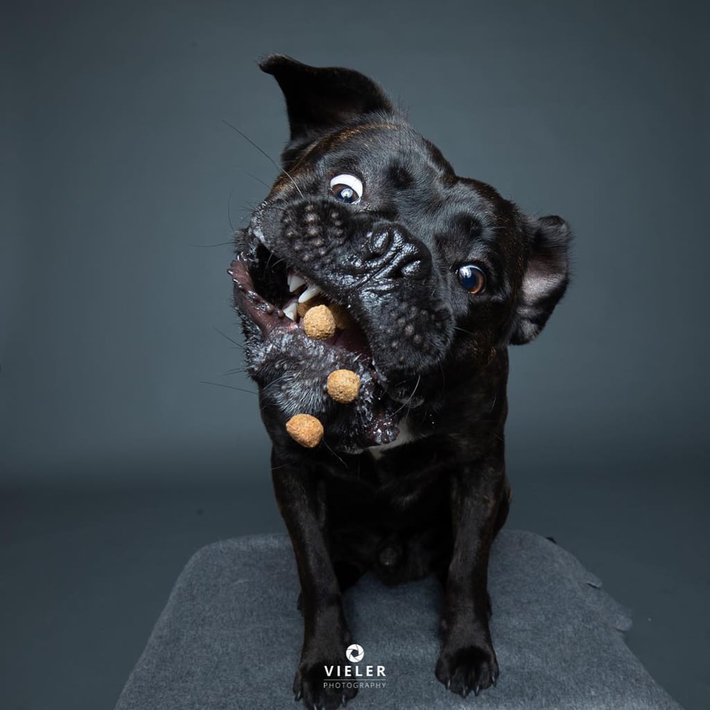 Dogs Catching Treats Photo Series