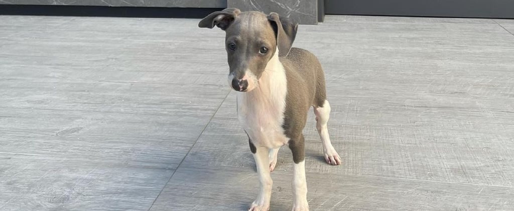 Kylie Jenner Adopted a New Dog Named Kevin