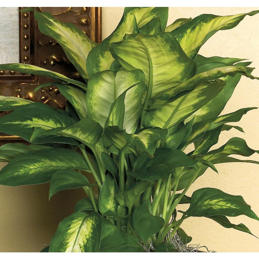 Dieffenbachia Best Large Indoor Plants POPSUGAR Home Photo 16