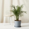 Turn Your Loved One's Home Into an Urban Jungle With These 17 Bloomscape Gifts