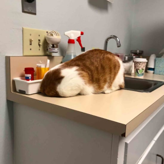 Cat Hides From the Vet in the Trash Hole