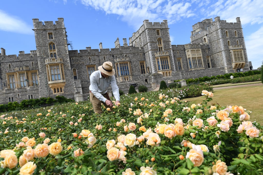 Windsor Castle East Terrace Garden Opens to the Public