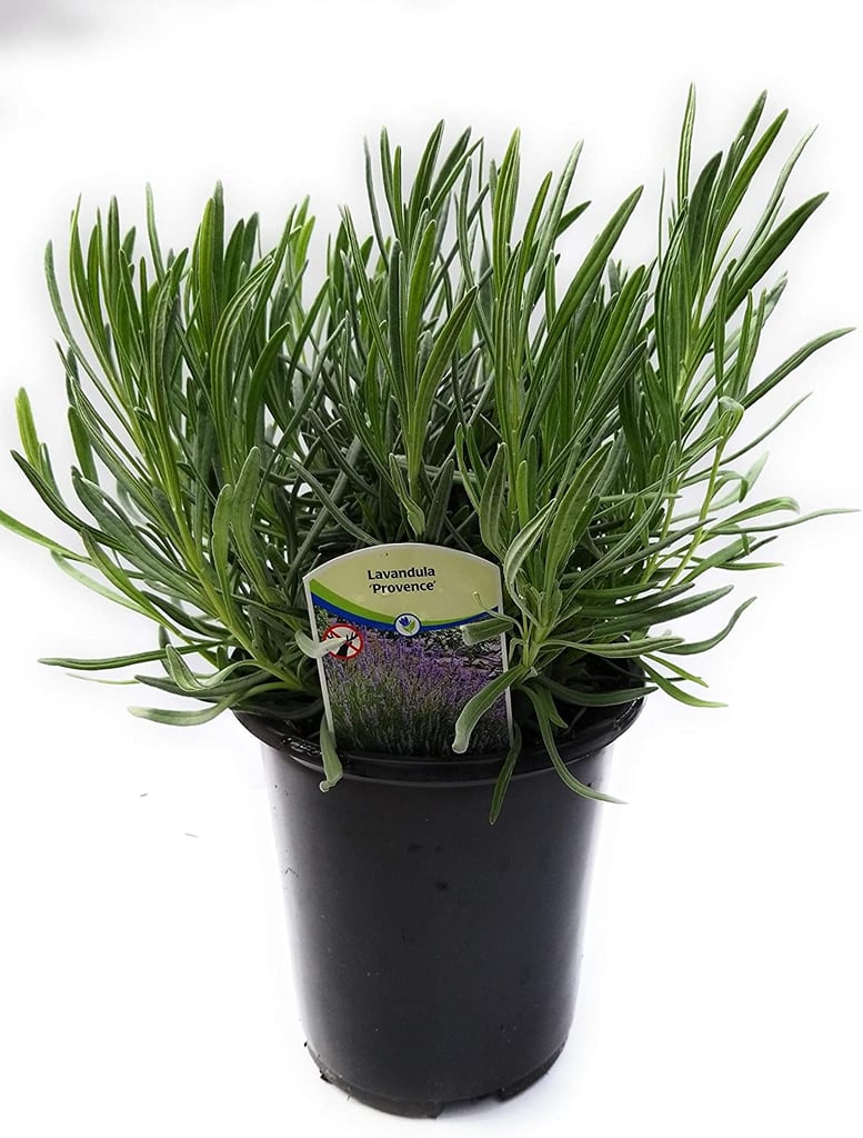 Lavender Plant