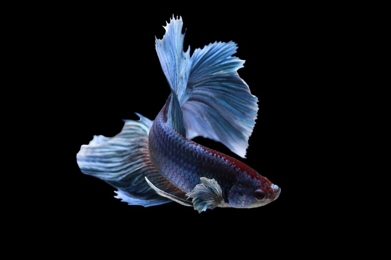 Scorpio (Oct. 23-Nov. 21): Betta Fish