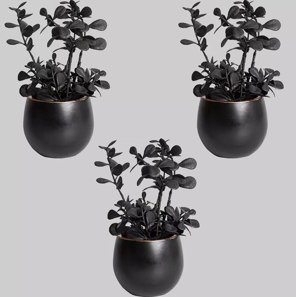 Target's All-Black Boxwood Plants