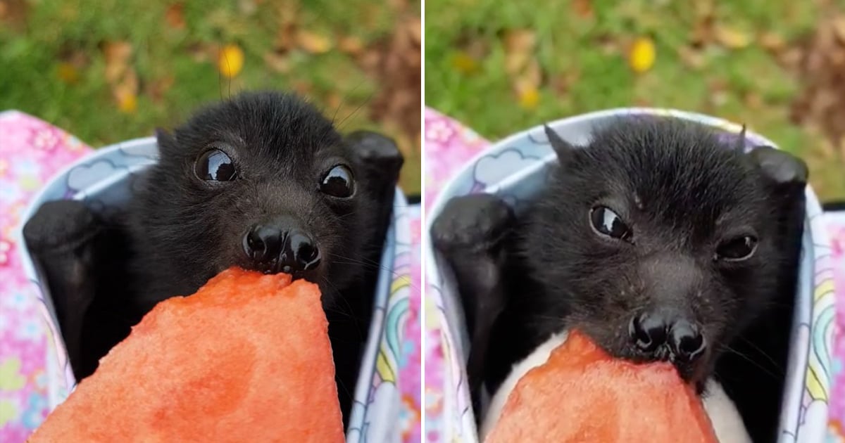 fruit bats as pets
