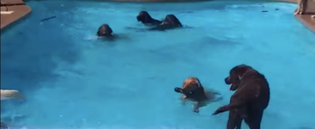 Video of a Dog Having a Birthday Pool Party