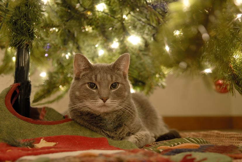 A cat relaxing underneath the christmas tree.