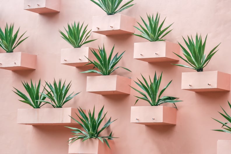 Build a Bright Pink Succulent Wall