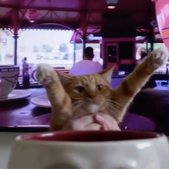 Funny Video of Cat Virtually Riding Disney's Mad Tea Party