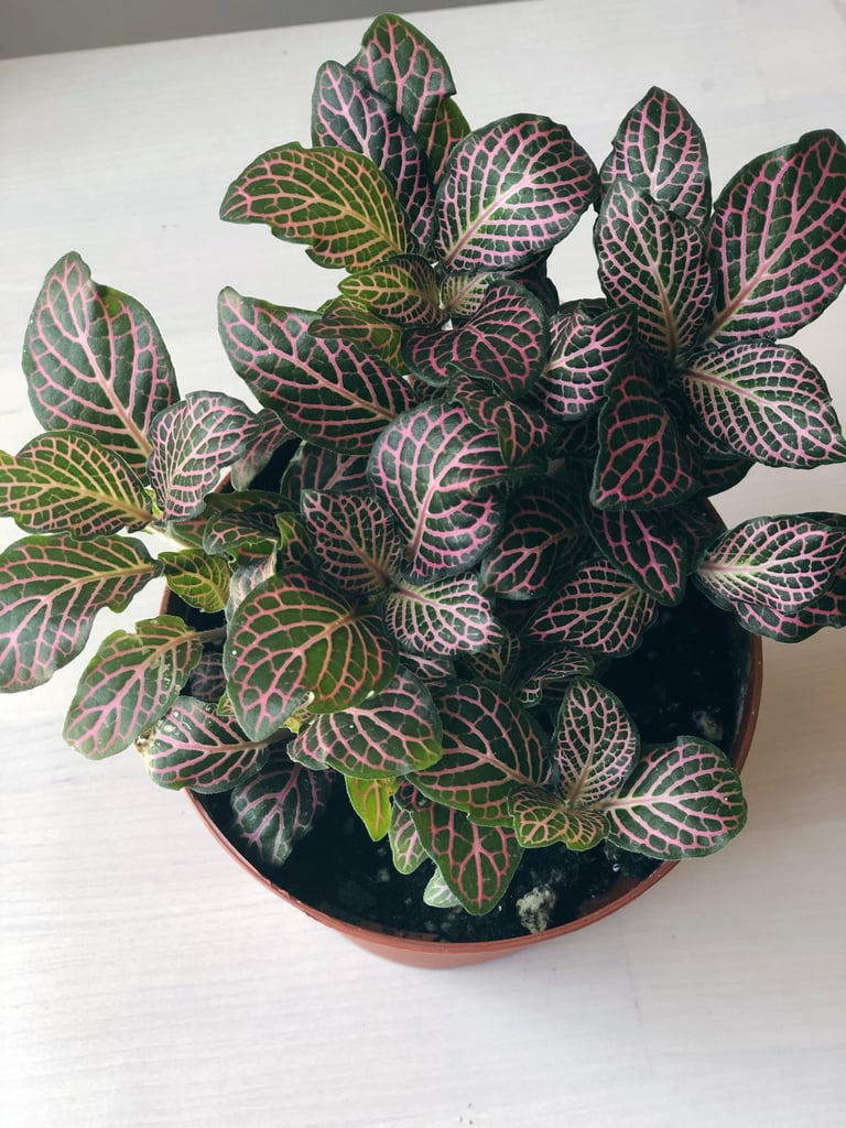 Fittonia