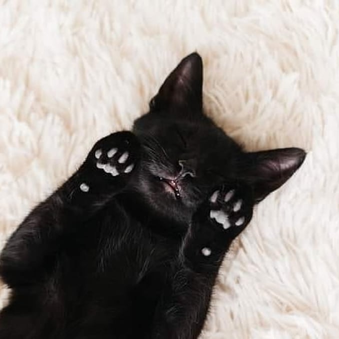 adorable black kitten backgrounds