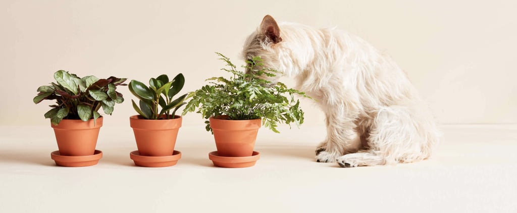The Best Pet-Friendly Plants From Bloomscape