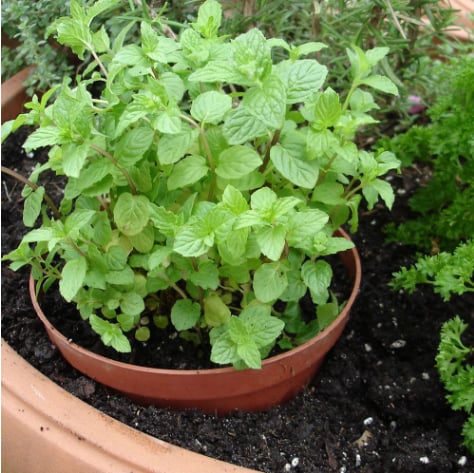 Bonnie Plants