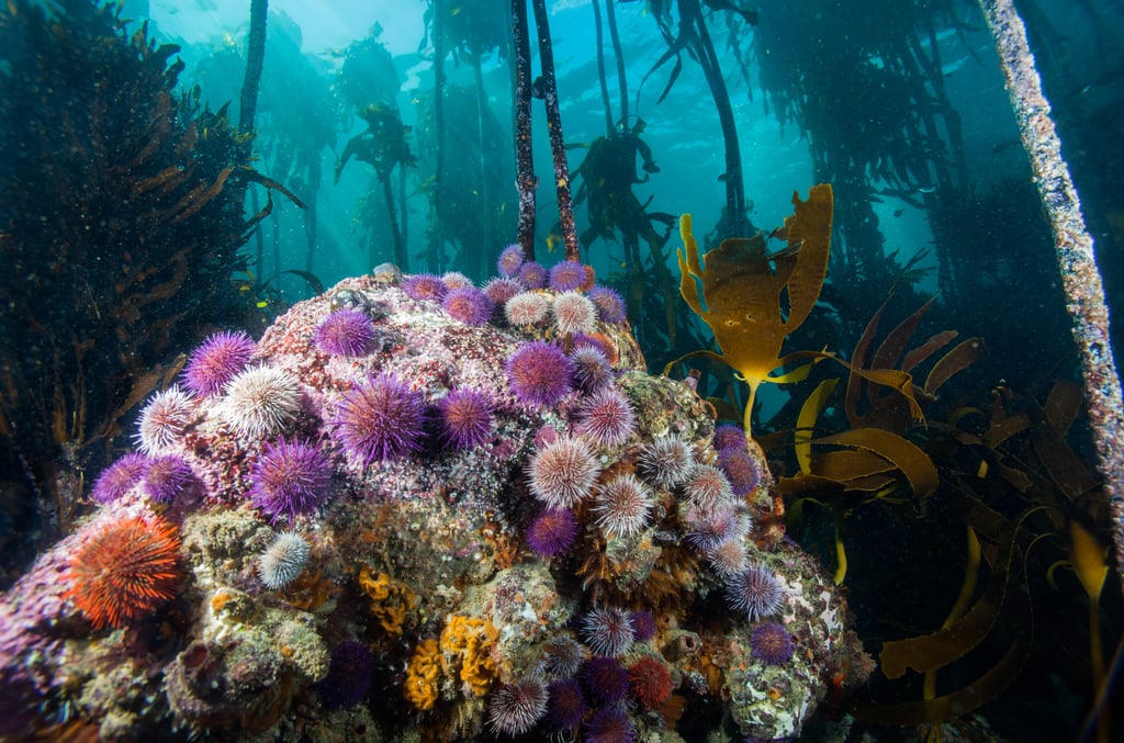 Purple urchins showing off in South Africa.