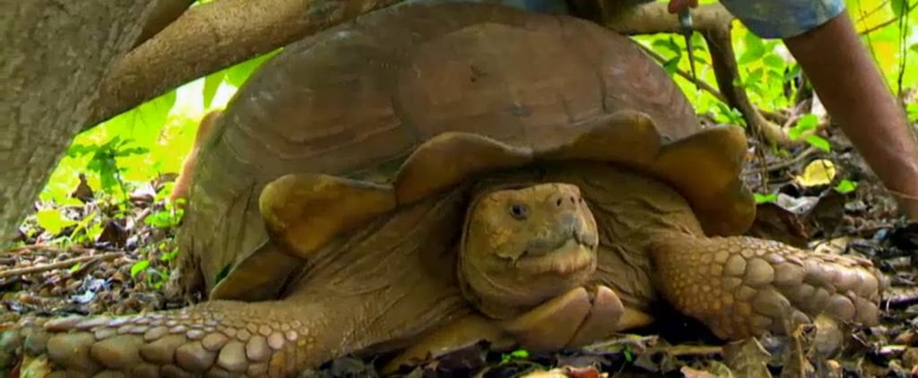 African Spurred Tortoises on Aloha Vet