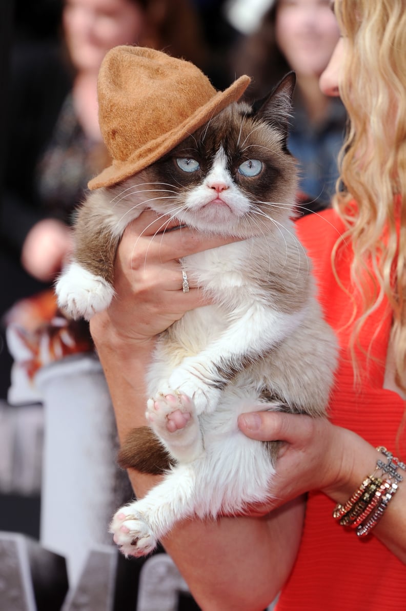 Grumpy Cat Channeled Pharrell and His Hat at the MTV Movie Awards