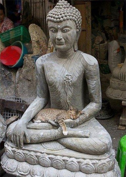 This very zen feline