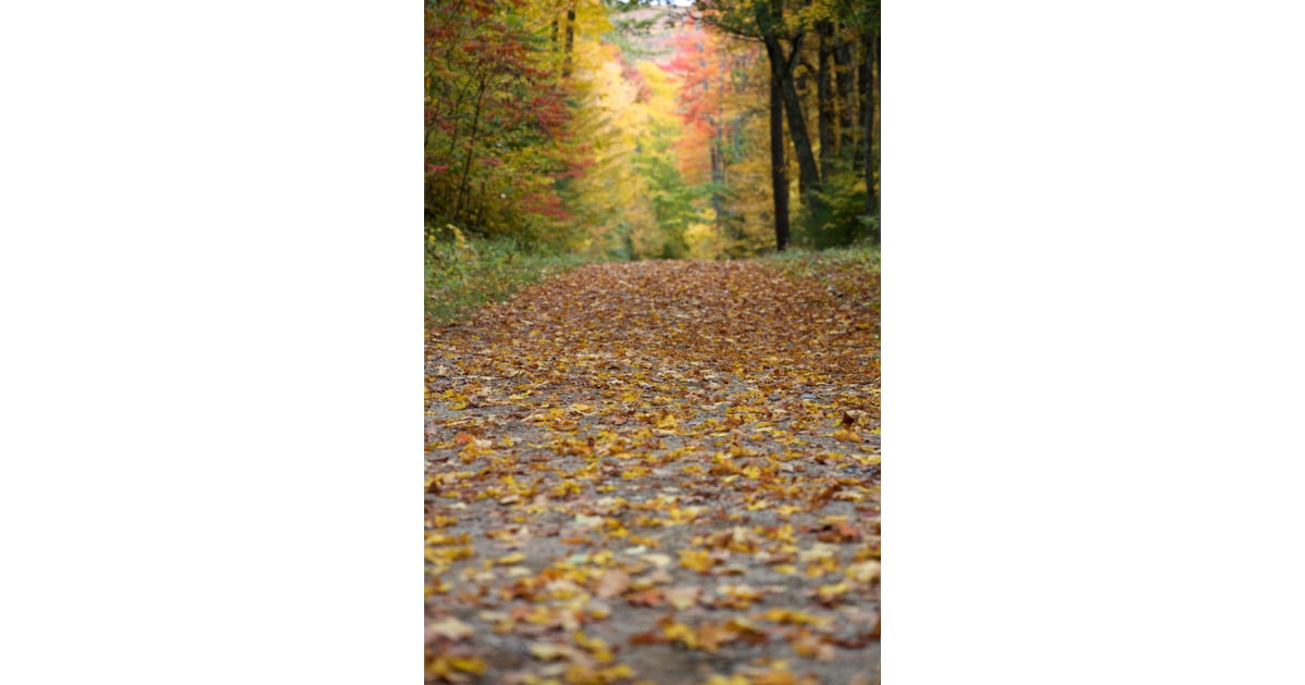 Fallen Leaves iPhone Wallpaper | Best iOS 14 Fall ...