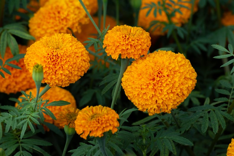 Marigold