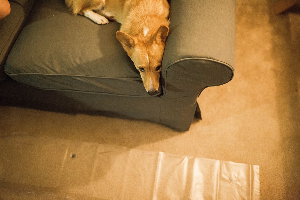 "Ranger sat on the couch watching her, making sure everything was OK."
"Ranger sat on the couch watching her, making sure everything was OK."