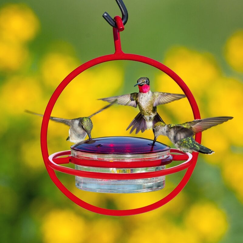 Couronne Hummingbird Feeder