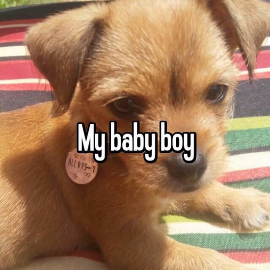 Dog-Lovers on Whisper