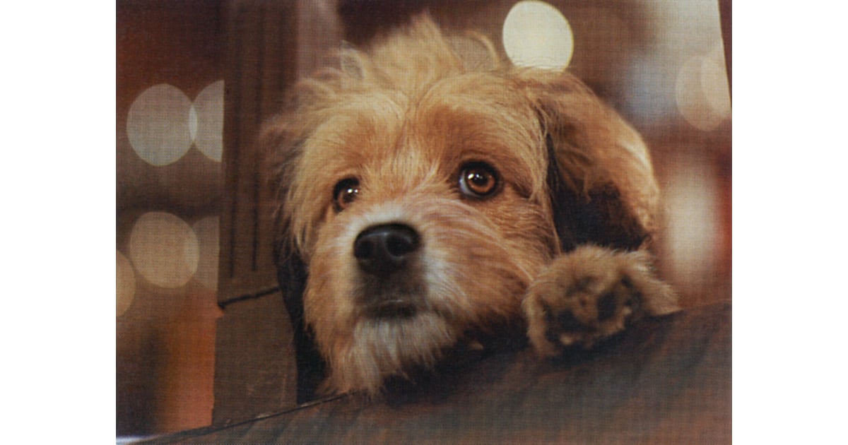 for the love of benji full movie