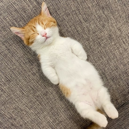 Cute Photos of Cat Who Sleeps on His Back