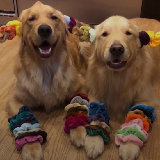 Dogs Dressed as VSCO Girls on TikTok