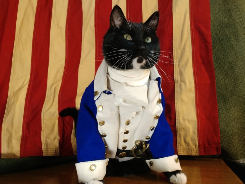 Cat Cosplaying as Alexander Hamilton